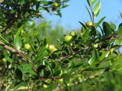 Branquilho – Sebastiania brasiliensis | Árvore Nativa Melífera