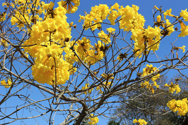 Ipê-do-brejo – Tabebuia umbellata | Muda de Árvore Nativa Melífera