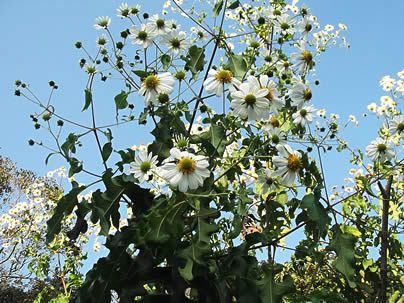 Margarida em Arvore  - Melífera