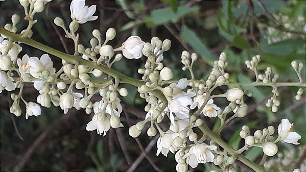 30 Sementes de Cipó Uva Melífera produz Mel Claro (sementes frescas  colhidas em dez) - Raizer Plantas para Abelhas