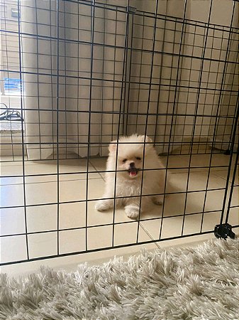 CERCADO PARA CACHORRO DE PEQUENO MÉDIO PORTE (06 TELAS)