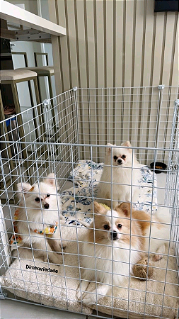 CERCADO PARA CACHORRO PEQUENO MÉDIO PORTE ( 10 TELAS 60 X 60 )