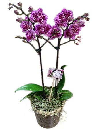 Mini orquidea - Paty Flores