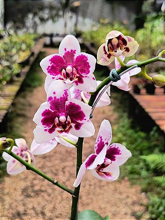 Phalaenopsis Yu Pin Pearl