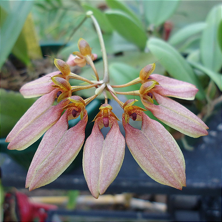 Bulbophyllum Weberi