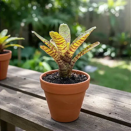 Bromélia Neoregelia Ampullacea