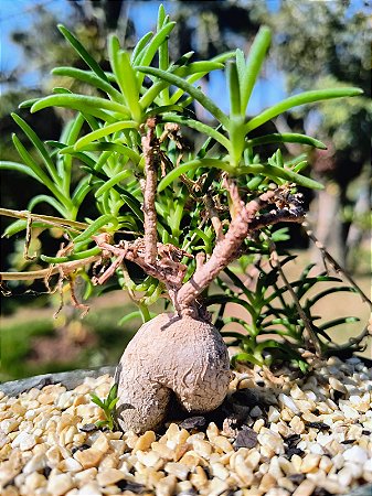 Delosperma Napiforme