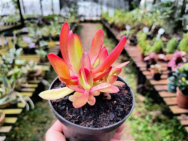 Crassula Campitella "Campfire"