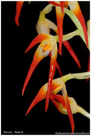 Bulbophyllum Flammuliferum