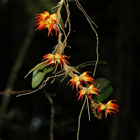 Orquídea Bulbophyllum Flammuliferum