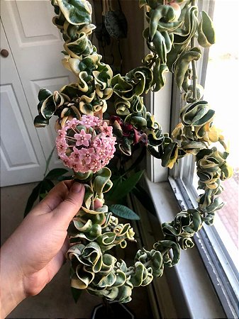 Hoya Compacta Variegata (Flor de cera )