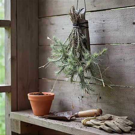 Bromélia Tillandsia Tricholepis