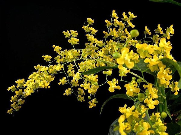 Oncidium Twinkle Amarelo