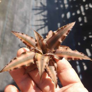 Bromélia Cryptanthus "Cafe au Lait" - PROMOÇÃO