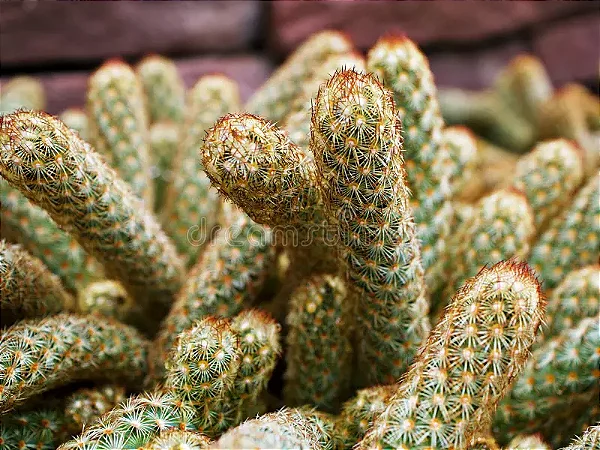 Cacto Dedo de Moça - Mammillaria Elongata