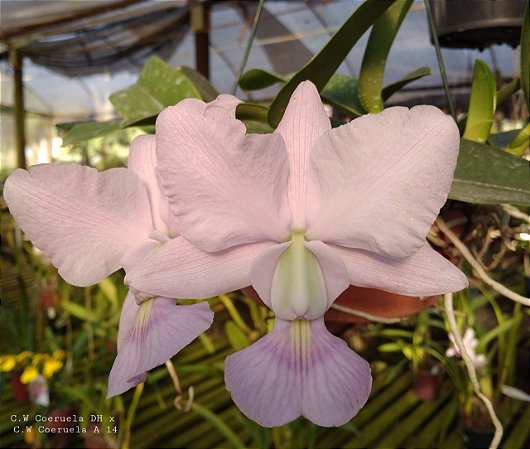 Cattleya Walkeriana Coerulea (DH x A15)
