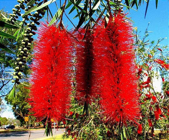 Calistema (Callistemon spp)