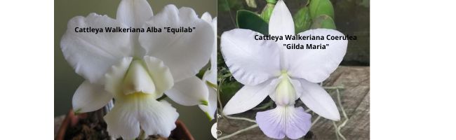 Cattleya Walkeriana Alba "Equilab" x Cattleya Walkeriana Coerulea "Gilda Maria"
