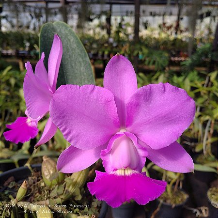 CW Snow White X CW S/A (Tokyo x Puanani 4N)