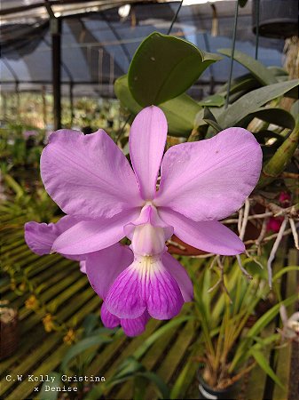 Cattleya Walkeriana Tipo Kelly Cristina x Denise
