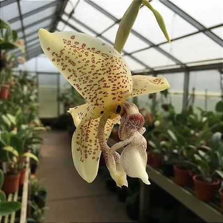 Stanhopea Oculata (Porte Grande - NO VASO)