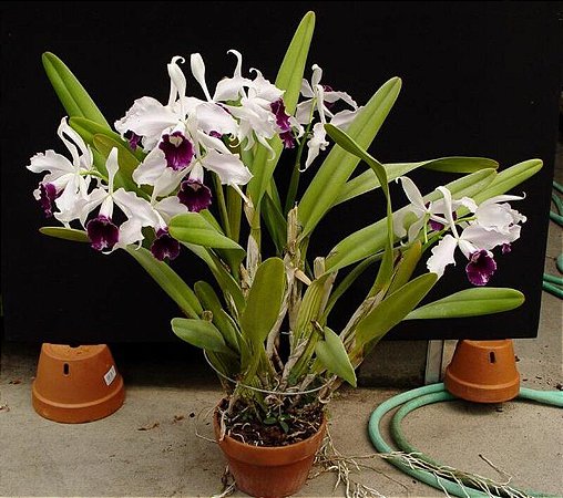 Cattleya Purpurata Tipo - Laelia Tipo