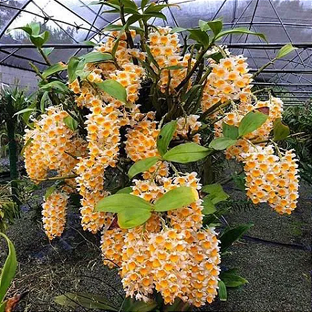 Dendrobium Thyrsiflorum