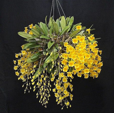 Dendrobium Aggregatum (em toco)