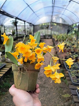 Dendrobium Aggregatum