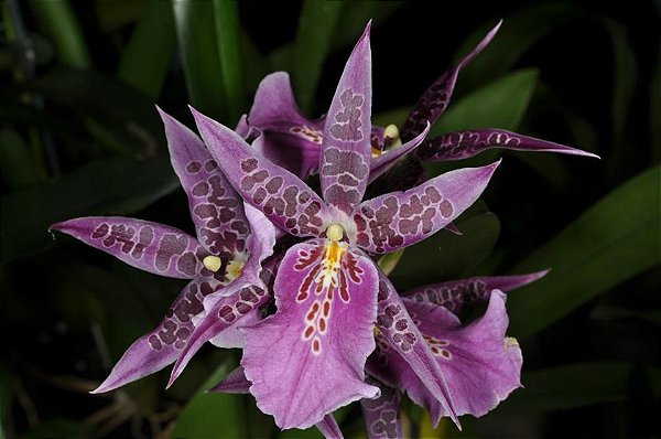 Orquídea Bratonia Aztec "Toni"