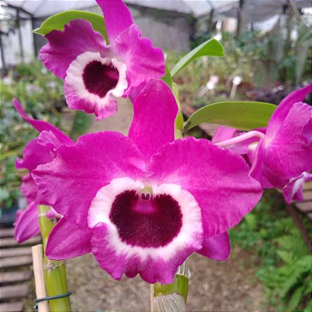 Dendrobium Nobile Freya