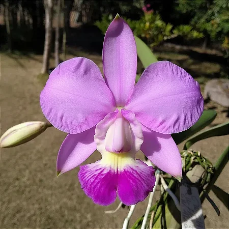 CW S/A Maria Jose x CW Flamea Athaide x CW Alba Serrana