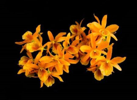 Dendrobium Stardust Firebird