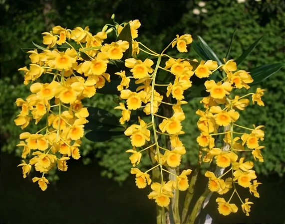Dendrobium Chrysotoxum