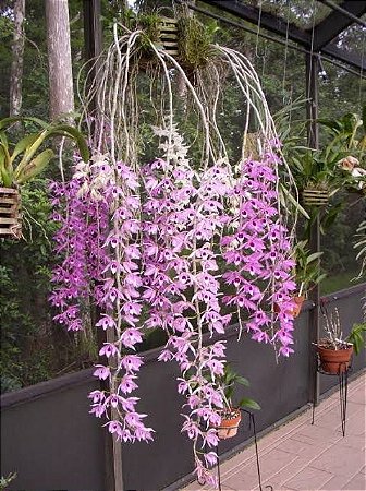 Dendrobium Anosmum Tipo