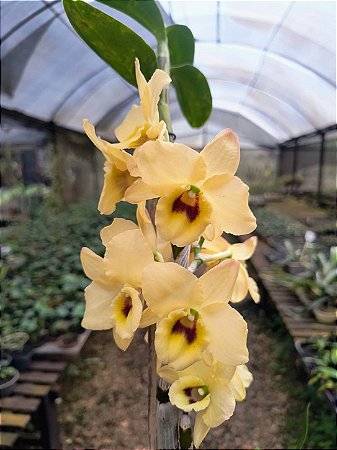 Dendrobium Nobile Amarelo Miolo Escuro