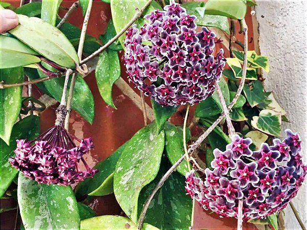 Hoya Pubicalyx Red Button (flor de cera negra)