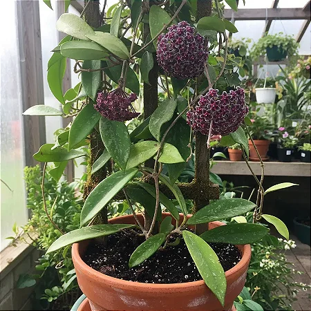 Hoya Pubicalyx Red Button (flor de cera negra)
