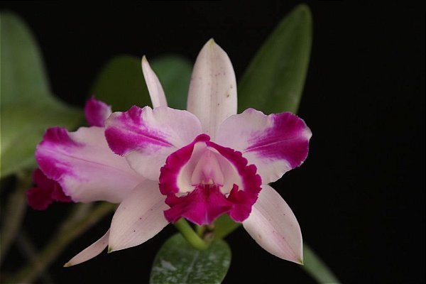 Cattleya Intermedia