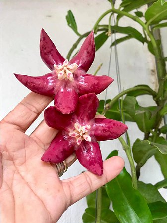 Hoya Imperialis ( flor de cera gigante )