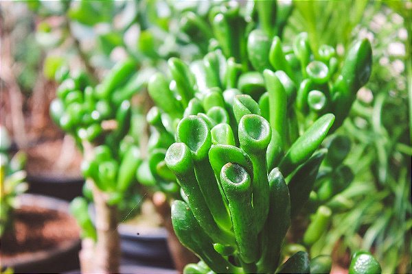 Crassula Ovata 'Gollum' (orelha de ogro) - Orquidario em Mogi Mirim/SP - As  mais lindas Orquídeas!