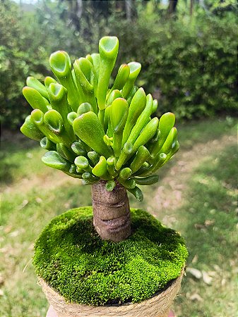 Crassula Ovata 'Gollum' (Orelha de Shrek) - Suculenta