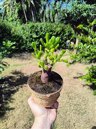 Crassula Ovata 'Gollum' (Orelha de Shrek) - Suculenta