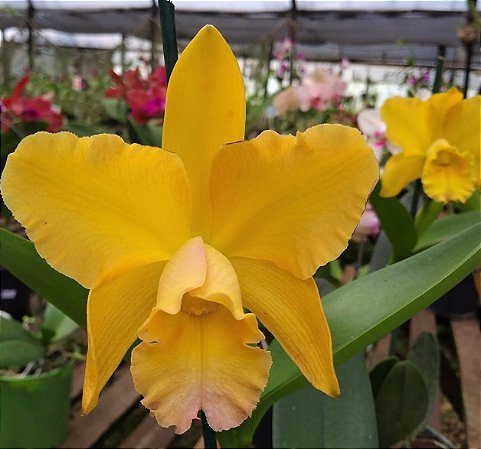 RLC Waikiki Gold 'Lea'