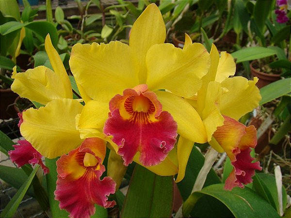 BLC Rodrigo Suzuki x BLC Chunyeah - Orquidario em Mogi Mirim/SP - As mais  lindas Orquídeas!