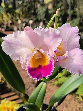 Cattleya Hibrida 01