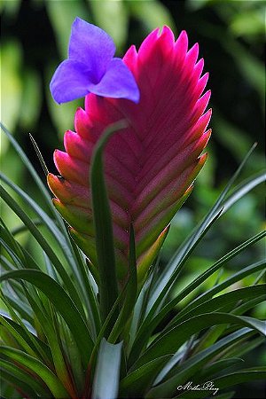 Bromelia Tillandsia Cyanea - Orquidario em Mogi Mirim/SP - As mais lindas  Orquídeas!