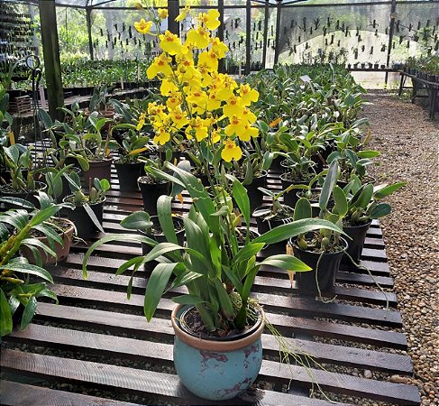 Chuva de Ouro - Oncidium Aloha