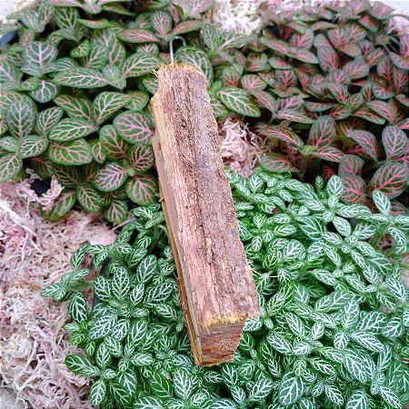 Toco de Sansão do Campo