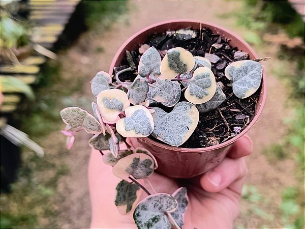Ceropegia Woodii Variegata 'Pink Srednia' (Coração Emaranhado)